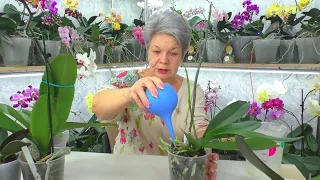 How to water orchids? Options for watering orchids in bark or expanded clay.