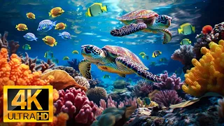 Aquarium 4K Video ULTRA HD - Relaxing Oceanscapes with Soothing Music - Rare & Colorful Sea Life