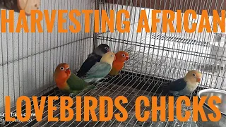 African Lovebirds Chicks Harvesting