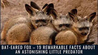 Bat-eared fox – 19 remarkable facts about an astonishing little predator