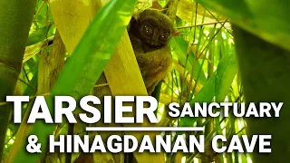 World's 2nd Smallest Primate : 🇵🇭Philippine Tarsier & Hinagdanan Cave in Bohol, Philippines | 4k