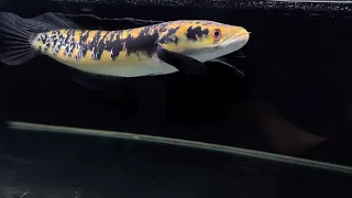 Yellow Sentarum Jumbo..the best so far ive seen (Brunei). Ikan Kawan Seperjuangan Channa