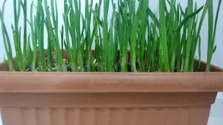 How to Grow Garlic in a Pot? 🌿Growing Garlic on the Balcony