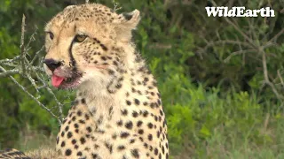 WildEarth - Sunrise  Safari - 24 Jan 2023