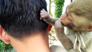 Monkey picking lice from human hair, very cute