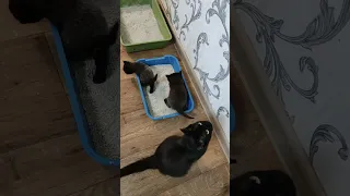 Моя Кошечка Соня приучает Котят к лотку 😽👍❤️