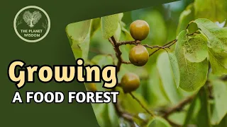 Growing a Food Forest