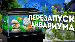 Перезапуск аквариума. Аквариумистика для души