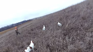 Pheasant Hunting Triple Brittany Spaniel Style(Garmin Virb)