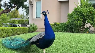 Peachicks and a Peacock