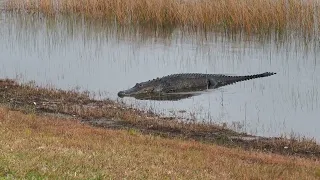 Alligator getting some sun on Royal Lake