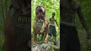 Anjing terbesar di dunia 😱😱