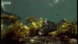 Sneezing free diving Iguanas - Dive Galapagos - BBC wildlife