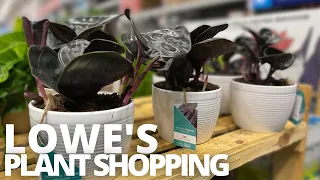 I FINALLY Found Costa Farms Geo Plant 🌱 Lowe's Plant Shopping