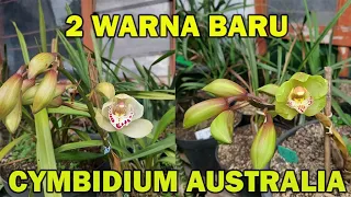 ANGGREK CYMBIDIUM 2 WARNA BARU