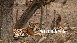Tigress Sultana with her adorable cubs| Ranthambore | Wildlife | Tiger