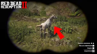 Где найти Андалузскую лошадь 🐎 в Red Dead Redemption 2 / Андалузская лошадь 🐎 / RDR 2 / Новая 🐎