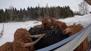 Hirvikoira taas hiehoparkojen kimpussa! Ikävällä tavalla erilainen paalinajo.