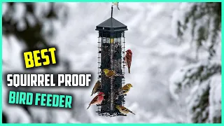 Top 5 Best Squirrel Proof Bird Feeders [Review] - Hangout Clear Window Squirrel-Proof Bird [2023]