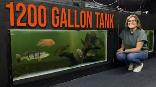 DIY Indoor Pond: See How We Built a 1200-Gallon Aquarium in Our Store!