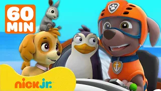 PAW Patrol ayuda a los animales de Bahía Aventura! | 1 hora | Nick Jr. en Español