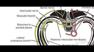 Atypical intercostal nerves