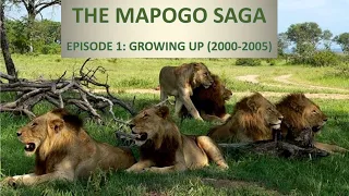 THE MAPOGO SAGA - Episode 1 |  Growing up to Independence (2000-2005)