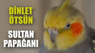 DİNLET ÖTSÜN Sultan Papağanı Sesi Ötüşü