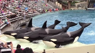 Killer Whales: Up Close at SeaWorld San Diego 6-17-15