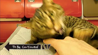 To Be Continued Cat Compilation ブチギレ狂暴猫ver. part3