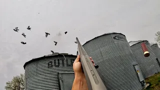 These Grain Bins were STACKED with Pigeons! (Pigeon Hunting)