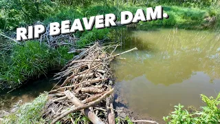 Whole Beaver Dam Rolled Down!