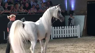 Al Ayal AA 2008 Straight Egyptian Stallion (AlAyad x The Vision HG)