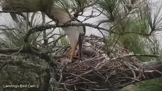 Great Blue Heron Drops A Big Fish For Tiny Nestling In Savannah, Georgia – July 11, 2022