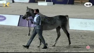 N.109 ASSAD AL MOEZ - The Egyptian Event Cairo 2021 - Stallions 4-6 Years Old (Class 8).mp4