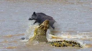 Crocodile Hunting Boar At The River - Poor Wild Boar