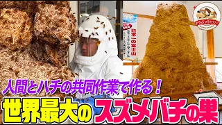【世界最大の巣は日本にある】スズメバチはなぜ巨大な巣を作れるのか？ハチと人間のチームワークで作る衝撃アート作品とは（蜂天国②）【どうぶつ奇想天外／WAKUWAKU】