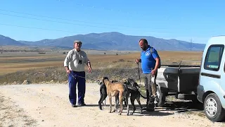 Galgos y Liebres en Campo, 14   10   2021  Avila