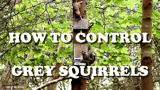 HOW TO CONTROL GREY SQUIRRELS.