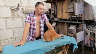 СЕНО в рулонах Кроликам🐰🐰🐰смерть!!??