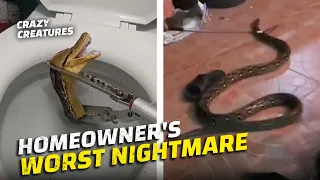 Snake Slithers Up Toilet in Terrifying Moment