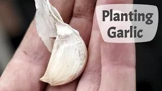 How To Plant Garlic (Part 1) - Step By Step On A UK Allotment