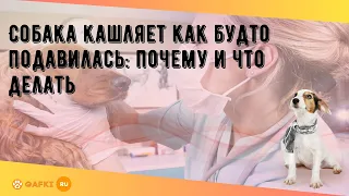 Собака кашляет как будто подавилась: почему и что делать