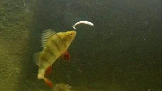 Perch eat Black Minnow: underwater attacks on fishing lure.