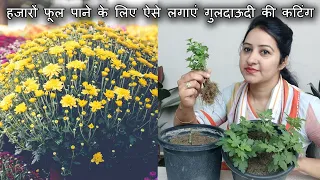 My Secret to get Thousands of Flowers on Chrysanthemum | How to Grow Chrysanthemum from Cutting