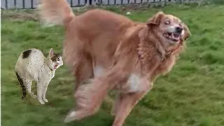 You Laugh you Lose Latest Funny Cats and Dogs Videos part 2
