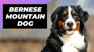 Bernese Mountain Dog 🐶 The Giant & Fluffiest Mountain Dog