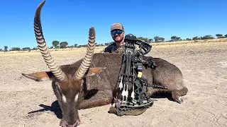 Bowhunting AFRICA {Catch Clean Cook} Chased By HONEY BADGER