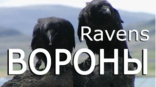 Вороны — Ravens