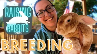 Raising Meat Rabbits (Part One):  Breeding | Tips, Tricks, How-To